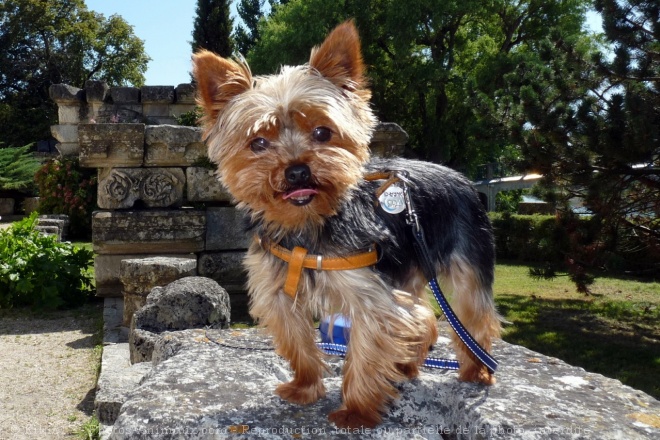 Photo de Yorkshire terrier