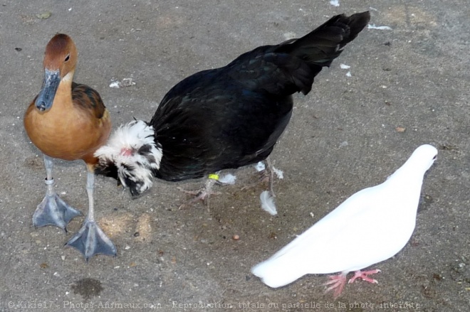 Photo de Races diffrentes