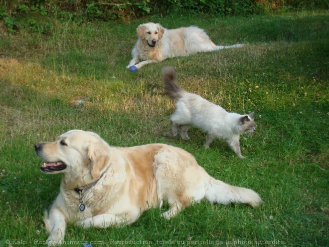 Photo de Races diffrentes