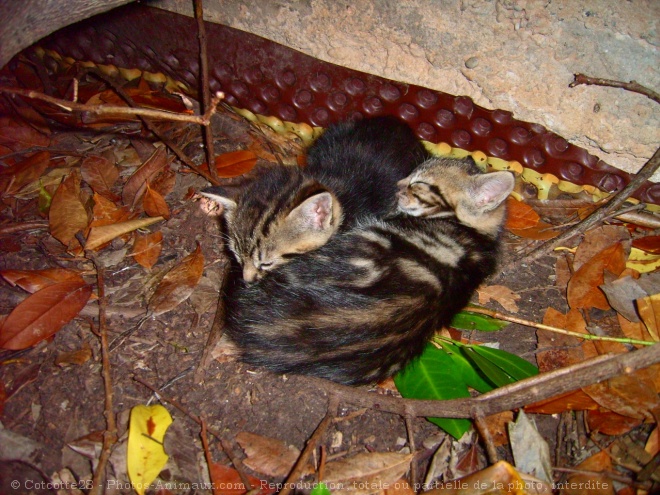 Photo de Chat domestique