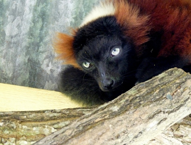 Photo de Lmurien - maki vari roux