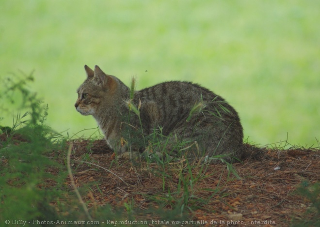 Photo de Chat domestique