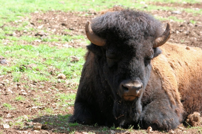 Photo de Bison