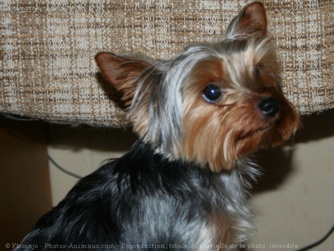 Photo de Yorkshire terrier