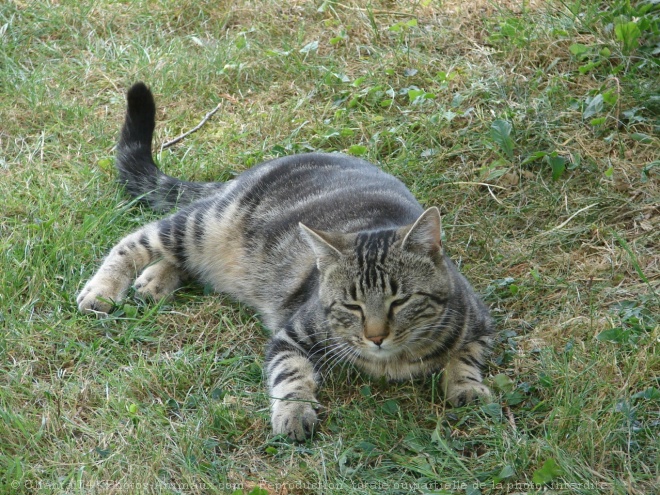 Photo de Chat domestique