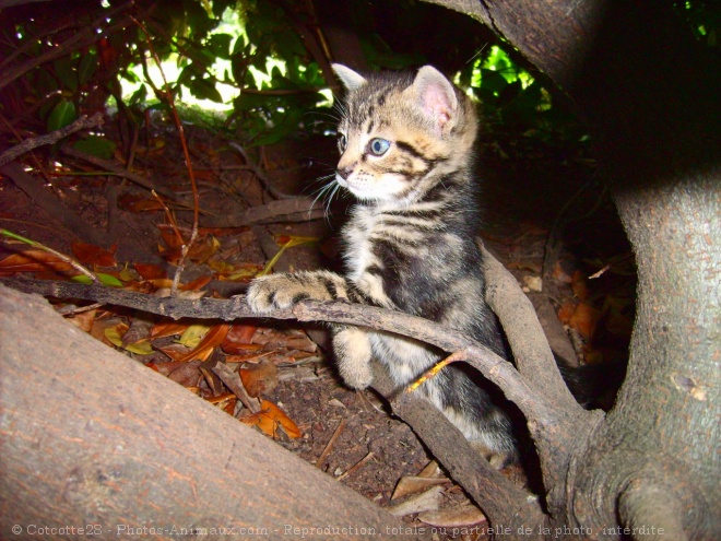 Photo de Chat domestique