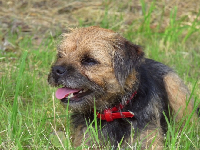 Photo de Border terrier