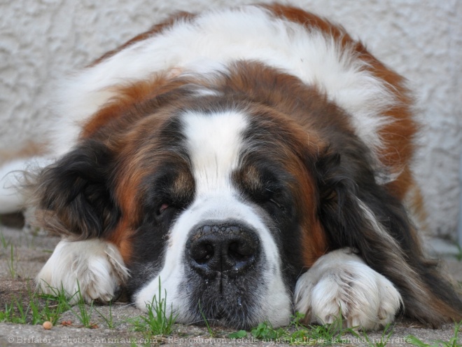 Photo de Saint-bernard poil long