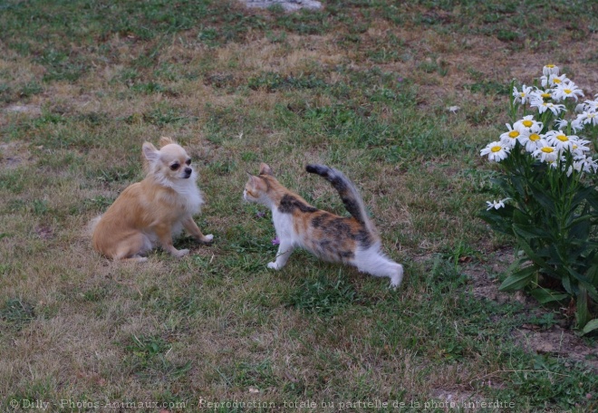 Photo de Chihuahua  poil long