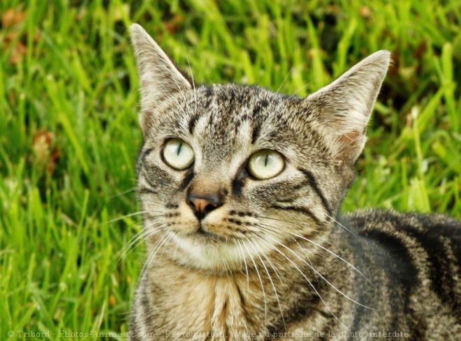 Photo de Chat domestique