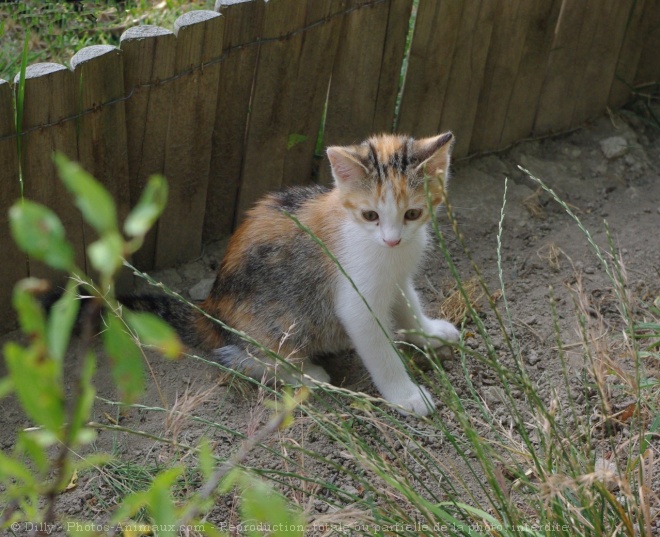 Photo de Chat domestique