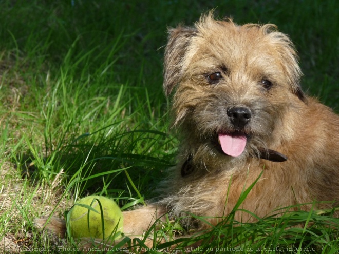 Photo de Border terrier