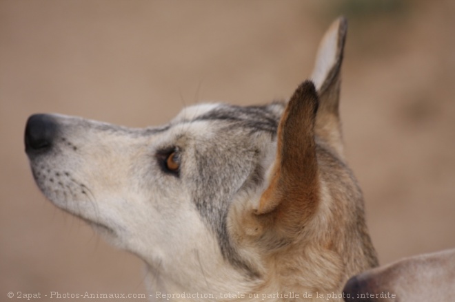 Photo de Husky siberien