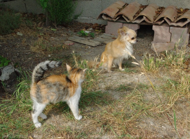 Photo de Chihuahua  poil long