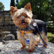 Photo de Yorkshire terrier