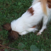 Photo d'Epagneul nain papillon