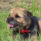 Photo de Border terrier