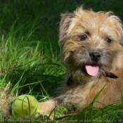 Photo de Border terrier