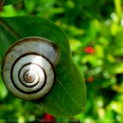 Photo d'Escargot