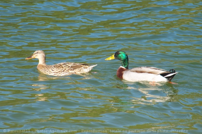 Photo de Canard