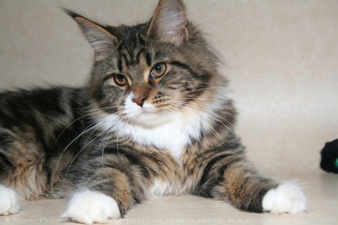 Photo de Maine coon