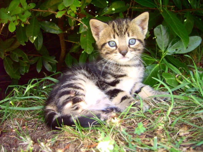 Photo de Chat domestique