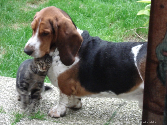 Photo de Basset hound