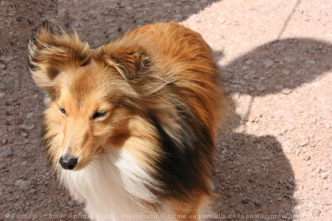 Photo de Chien de berger des shetland