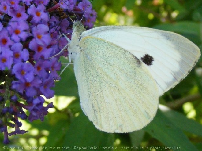 Photo de Papillon