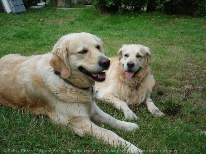 Photo de Golden retriever