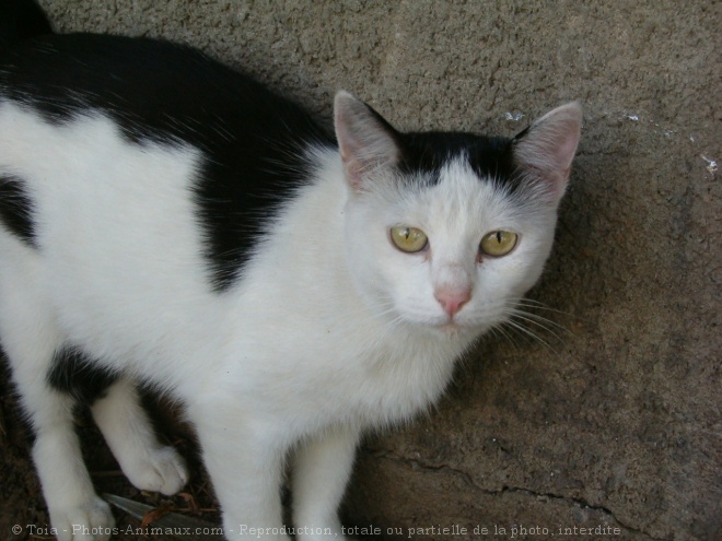 Photo de Chat domestique