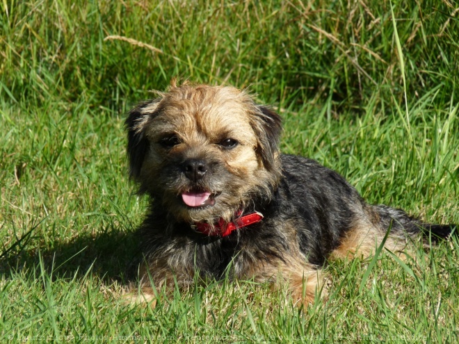 Photo de Border terrier