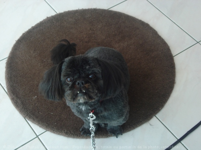 Photo de Shih tzu