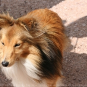 Photo de Chien de berger des shetland