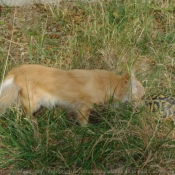 Photo de Chihuahua  poil long