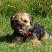 Photo de Border terrier