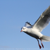 Photo de Mouette