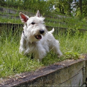 Photo de Scottish terrier