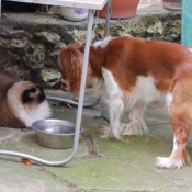 Photo de Cavalier king charles spaniel