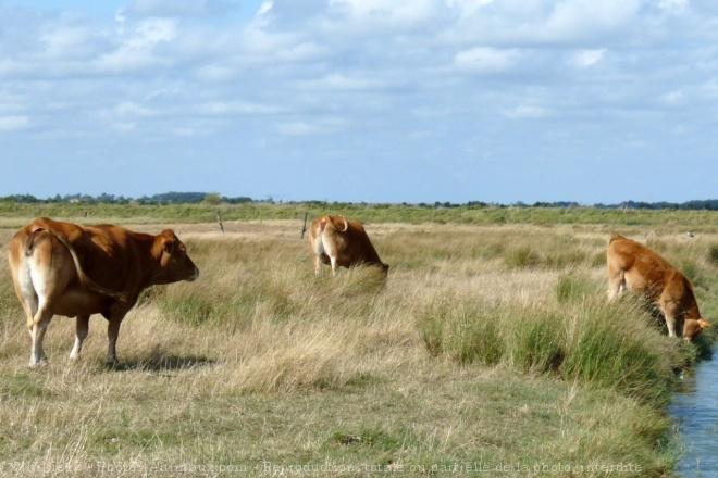 Photo de Vache