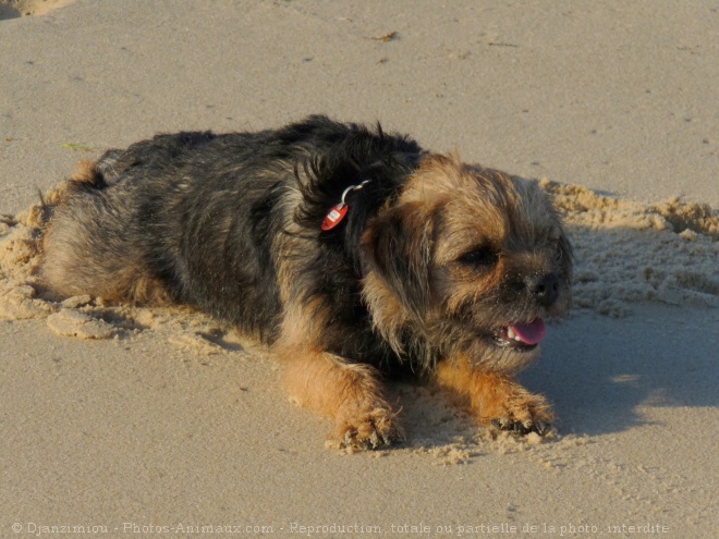 Photo de Border terrier