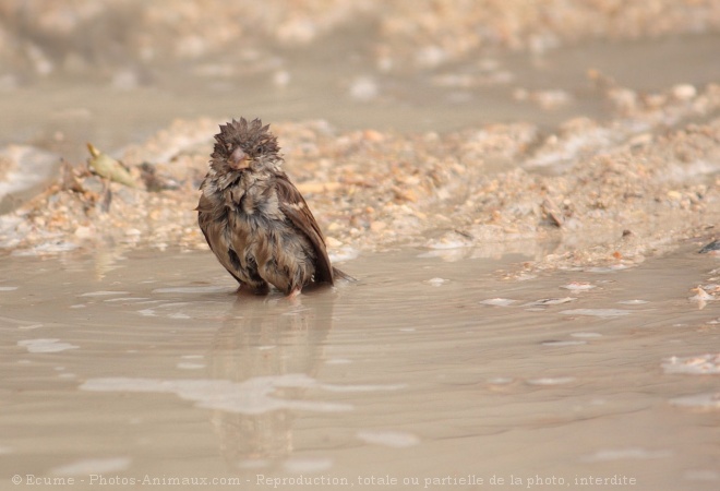 Photo de Moineau