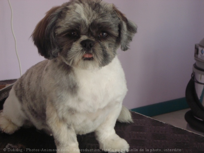 Photo de Shih tzu