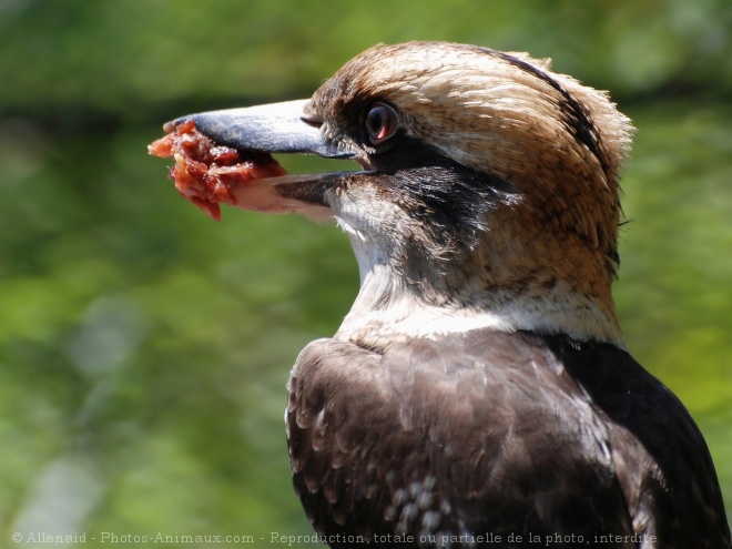 Photo de Martin chasseur gant