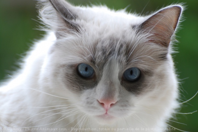 Photo de Ragdoll