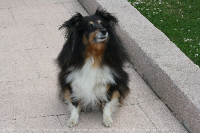 Photo de Chien de berger des shetland