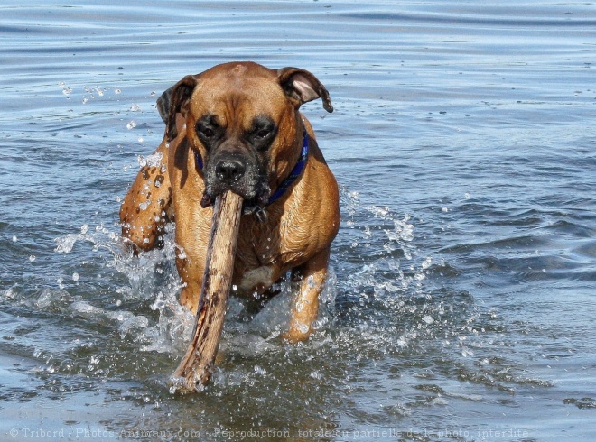 Photo de Boxer