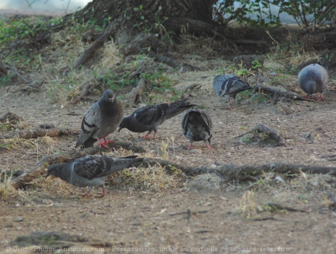 Photo de Pigeon