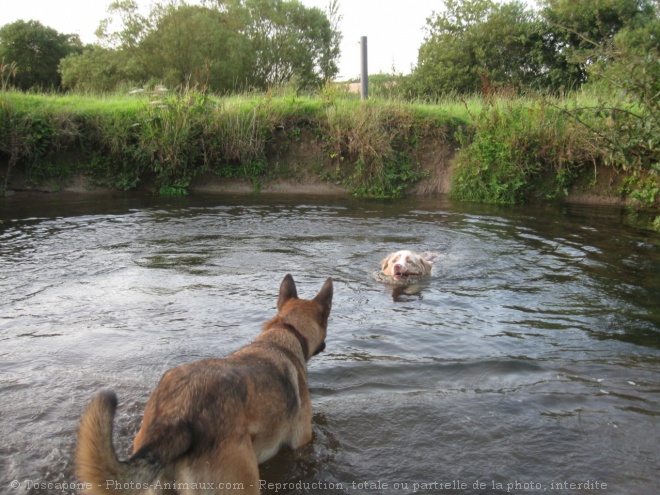 Photo de Berger belge malinois