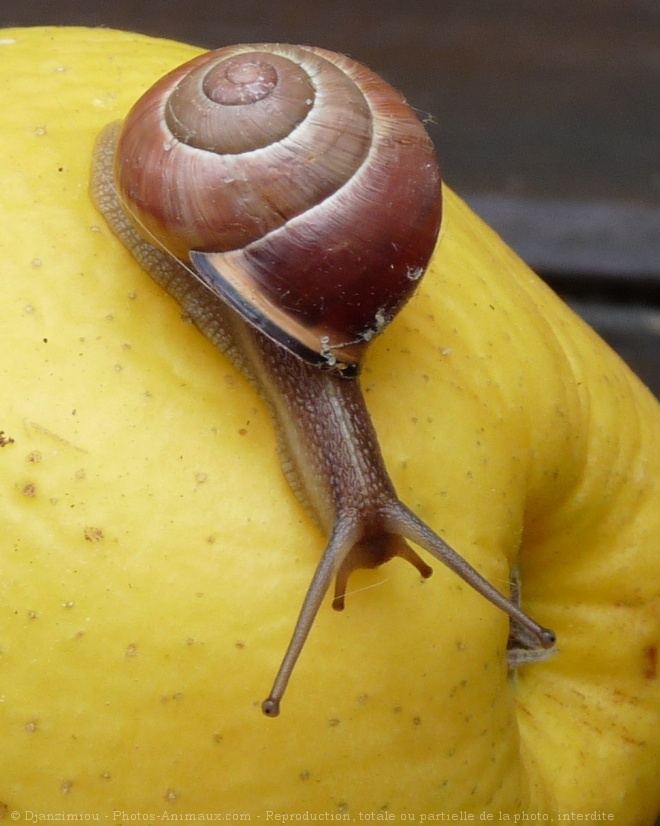 Photo d'Escargot